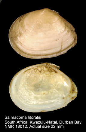 Salmacoma litoralis.jpg - Salmacoma litoralis(Krauss,1848)